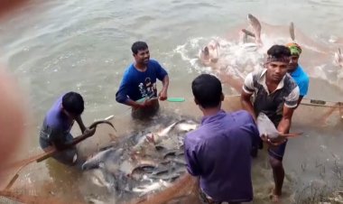 চাষের মাছ উৎপাদনে বাংলাদেশ তৃতীয়