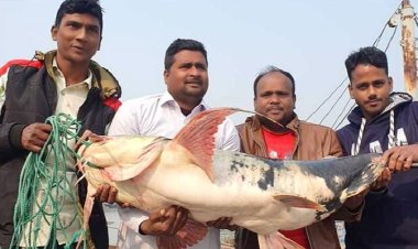 পদ্মায় ধরা পড়লো ২৭ কেজির বাঘাইড়, ৩৫ হাজারে বিক্রি