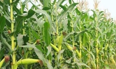 নিখোঁজের পরদিন ভুট্টাক্ষেত থেকে লাশ উদ্ধার