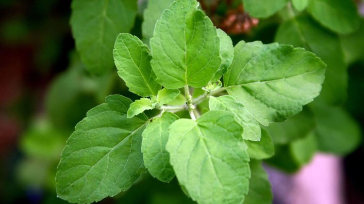 এই ৫ মশলা শীতে রোগ প্রতিরোধ ক্ষমতা বাড়ায়