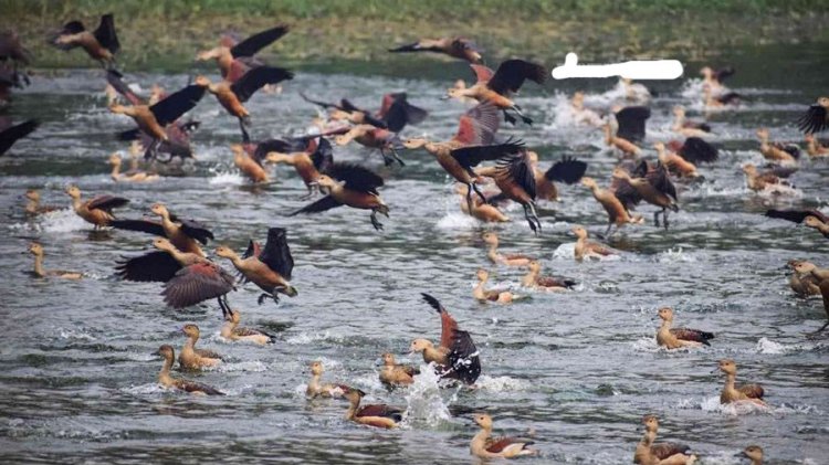 অতিথি পাখির কলতানে মুখর জাহাঙ্গীরনগর বিশ্ববিদ্যালয়