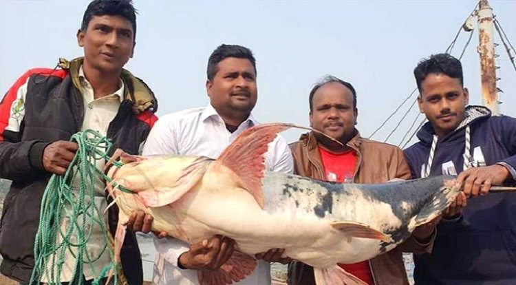 পদ্মায় ধরা পড়লো ২৭ কেজির বাঘাইড়, ৩৫ হাজারে বিক্রি