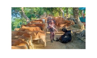 চকরিয়ায় ও নাইক্ষ্যংছড়িতে ২ দিনে ২৩০ গরু আটক