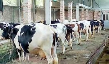  যুক্তরাষ্ট্রে দুগ্ধ খামারে আগুন, মাখনে ভরে গেলো ড্রেন-খাল