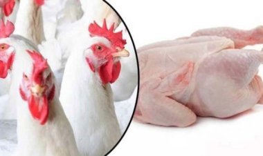 গবেষকরা বললেন ব্রয়লার মুরগি নিরাপদ