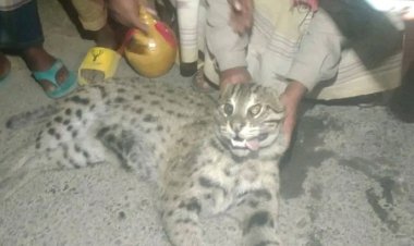 মহাসড়কে বাসের ধাক্কায় চিতা বাঘ নিহত