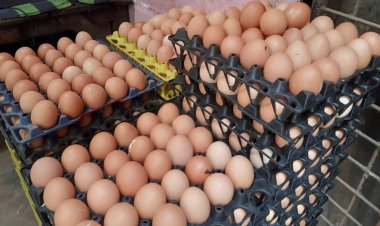  ডিমের বাজারে আবারও অস্বস্তি