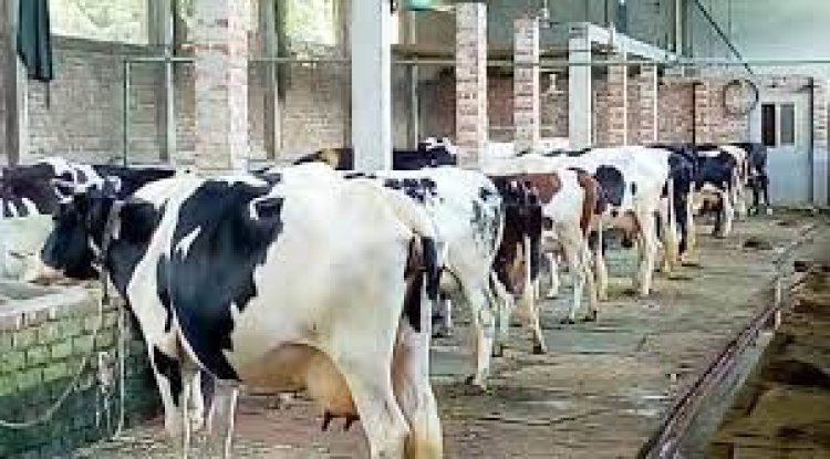 যুক্তরাষ্ট্রে দুগ্ধ খামারে আগুন, মাখনে ভরে গেলো ড্রেন-খাল