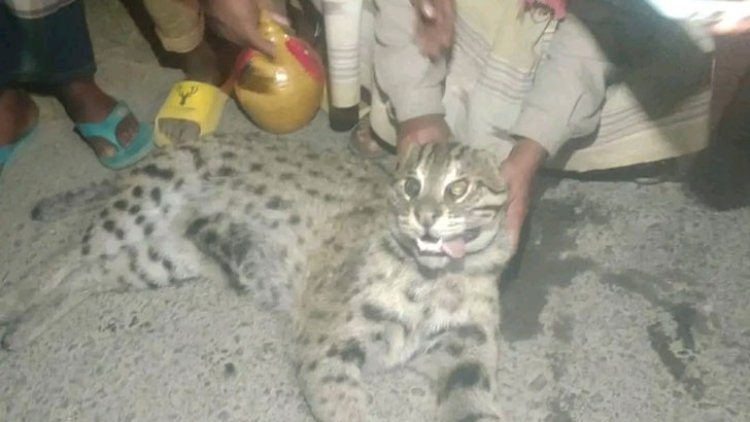 মহাসড়কে বাসের ধাক্কায় চিতা বাঘ নিহত