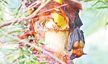 ২৮ জেলায় ছড়িয়েছে নিপাহ ভাইরাস