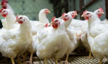 ব্রয়লার মুরগি কেজিতে বাড়লো ৩০-৪০ টাকা