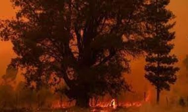 চিলিতে শতাধিক দাবানলে নিহত ২৩, আহত ৯৭৯