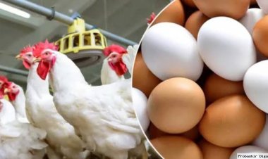 ডিমের হালি ৫০, ব্রয়লারের কেজি ২০০ টাকা