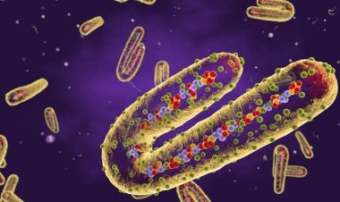 এবার আতঙ্ক ছড়াচ্ছে ‘মারবার্গ’, বিশ্বব্যাপী ছড়ানোর আশঙ্কা