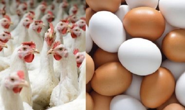 ডিম ও ব্রয়লার মুরগির বাজারে অস্থিরতা