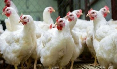 ব্রয়লার মুরগিও নাগালের বাইরে