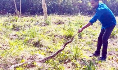 বাগেরহাটে সবজিক্ষেতে অজগর