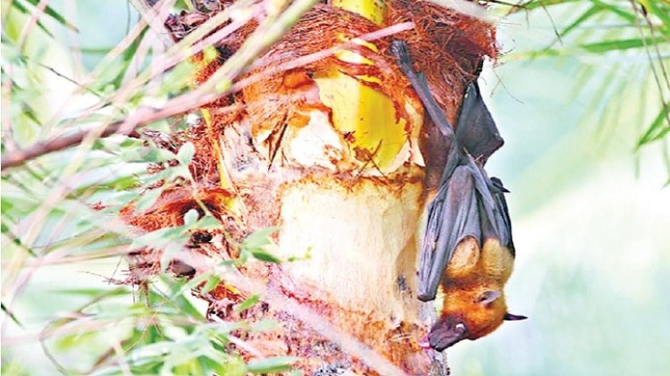 ২৮ জেলায় ছড়িয়েছে নিপাহ ভাইরাস