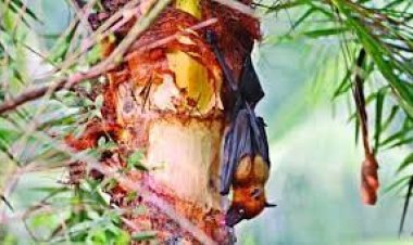 নওগাঁর মান্দায় নিপাহ ভাইরাসে শ্বশুরের পর পুত্রবধূর মৃত্যু, হাসপাতালে শাশুড়ি