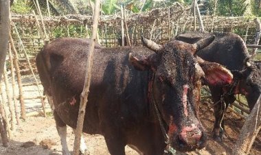 বাগেরহাটে দুর্বৃত্তের আগুনে দগ্ধ ১৬ গরু