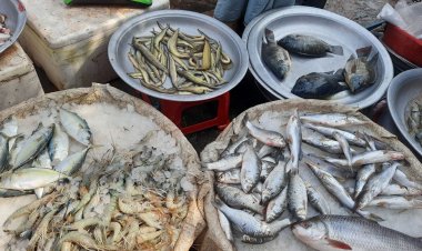 মুরগির চেয়ে মাছেই স্বস্তি, বলছেন ক্রেতা-বিক্রেতারা