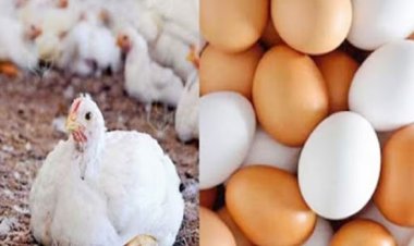 গরুর মতো মুরগির গোশত ডিমও নাগালের বাইরে