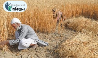 পাকিস্তানে গম উৎপাদনে বড় ঘাটতি, সংকট আরও বাড়ার শঙ্কা