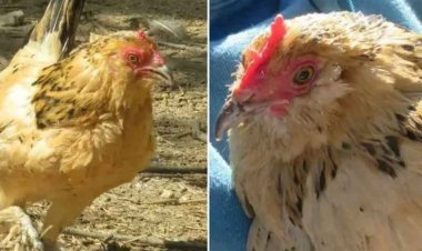 গিনে‌‌স বুকে উঠল এক মুরগি!‌ কেন?‌