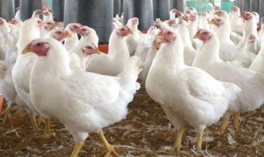 ব্রয়লার মুরগির দাম ৩০০ ছুঁই ছুঁই