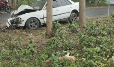 মহাখালীতে প্রাইভেটকারের ওপর ভেঙে পড়ল গাছ 