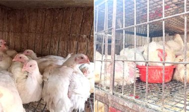 ব্রয়লারের দাম না কমালে আইনি ব্যবস্থা