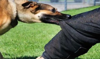 পাবনায় কুকুরের কামড়ে আহত শতাধিক, ভ্যাকসিন সংকট