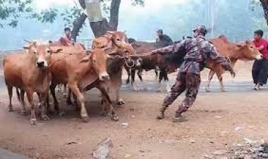 সীমান্ত দিয়ে বছরে ২০ লাখ গরু পাচার হয় বাংলাদেশে, ঈদের সময় সর্বাধিক