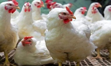 দাম কমলেও ক্রেতা কম ব্রয়লারের