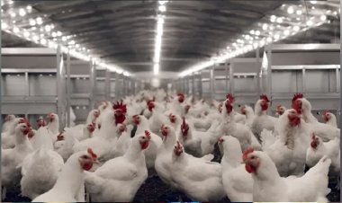 ব্রয়লার মুরগির কেজি নামলো ২০০ টাকায়