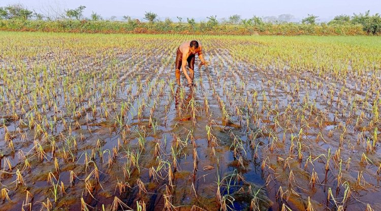 ডুমুরিয়ার বিল ডাকাতিয়ায় নষ্ট হচ্ছে কয়েক হাজার বিঘা জমির ধান
