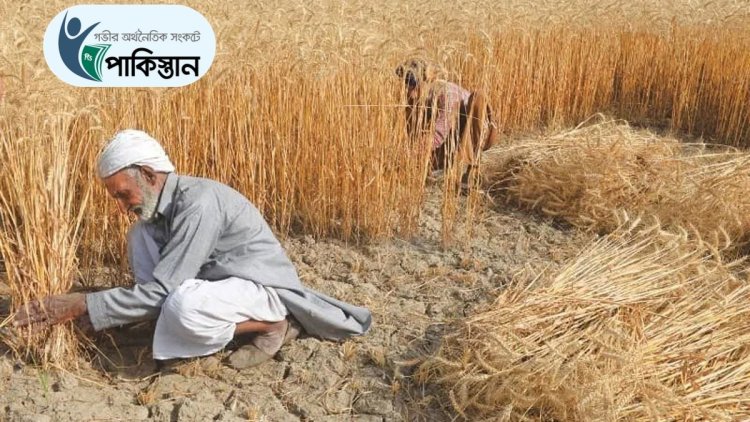 পাকিস্তানে গম উৎপাদনে বড় ঘাটতি, সংকট আরও বাড়ার শঙ্কা