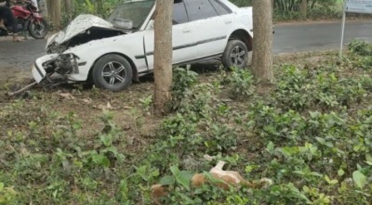 মহাখালীতে প্রাইভেটকারের ওপর ভেঙে পড়ল গাছ