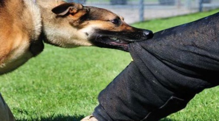 পাবনায় কুকুরের কামড়ে আহত শতাধিক, ভ্যাকসিন সংকট