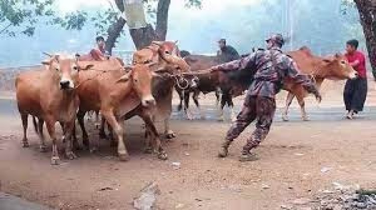 সীমান্ত দিয়ে বছরে ২০ লাখ গরু পাচার হয় বাংলাদেশে, ঈদের সময় সর্বাধিক