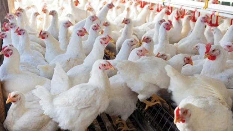 দুদিন পর আবার বাড়ল ব্রয়লারের দাম