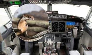 পাইলটের সিটের নিচে গোখরা সাপ, উড়োজাহাজের জরুরি অবতরণ