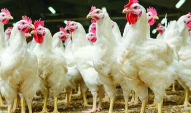 ফের বেড়েছে চিনি-ব্রয়লার মুরগির দাম