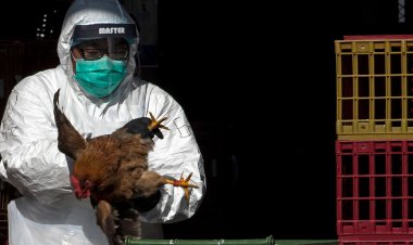 চীনে H3N8 বার্ড ফ্লুতে প্রথম মানুষের মৃত্যু!