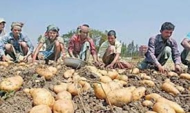 শেরপুরের আলু রফতানি হবে মালয়েশিয়া-রাশিয়া ও শ্রীলঙ্কায়