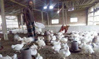 হুমকির মুখে পোল্ট্রি খাত