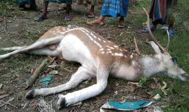 পাথরঘাটায় কুকুরের কামড় খেয়ে নদীতে ঝাঁপ, মেলেনি শেষ রক্ষা
