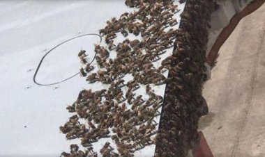 মৌমাছির কারণে ফ্লাইট বিলম্বিত চার ঘন্টা