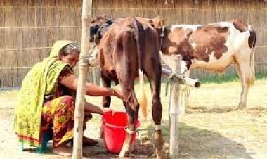 ১০ মাসের বাছুর প্রতিদিন দুধ দিচ্ছে ৩ লিটার!