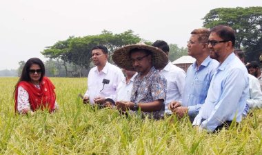 সরু চালের বাজার দখল করবে বিনা-২৫ ধান